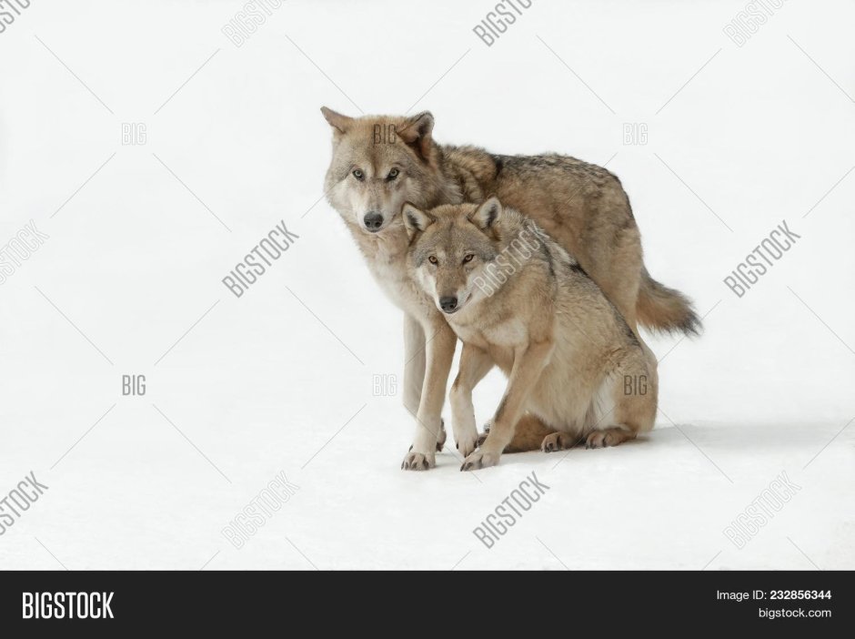 Male and female Wolf