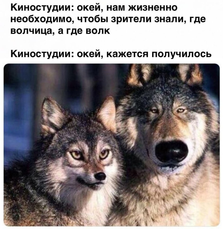 Приколы про Волков
