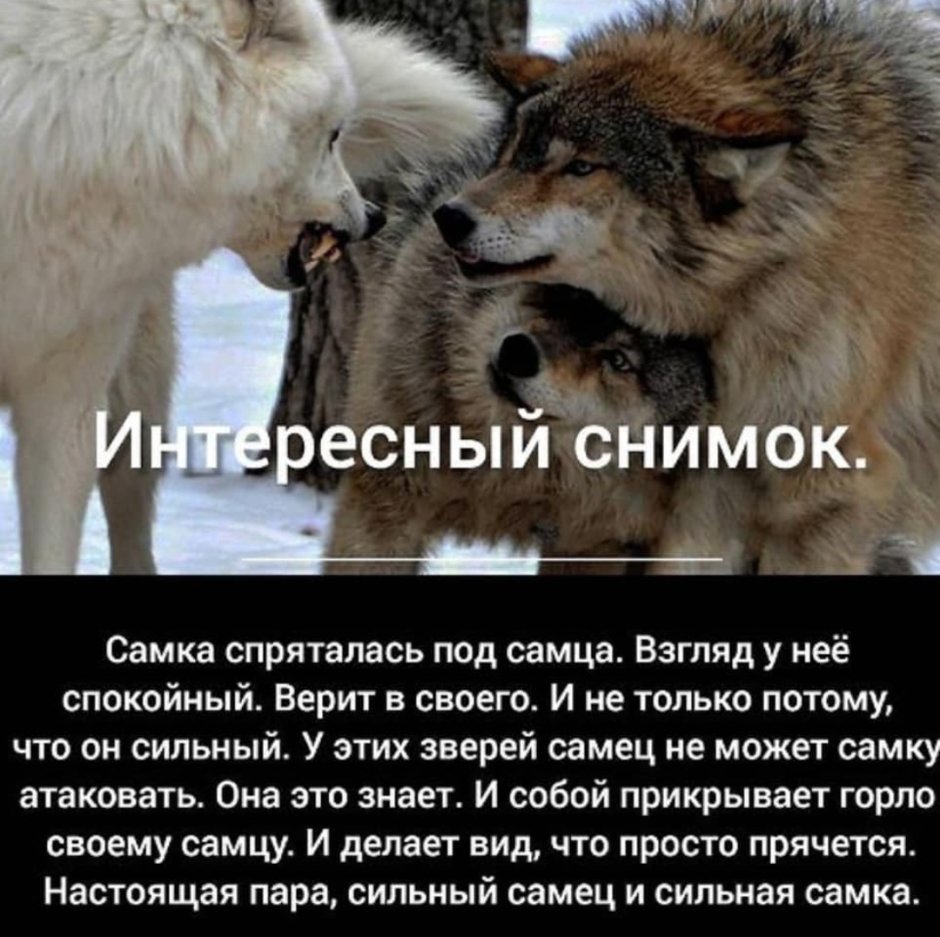 Самка спряталась под самца взгляд у нее спокойный
