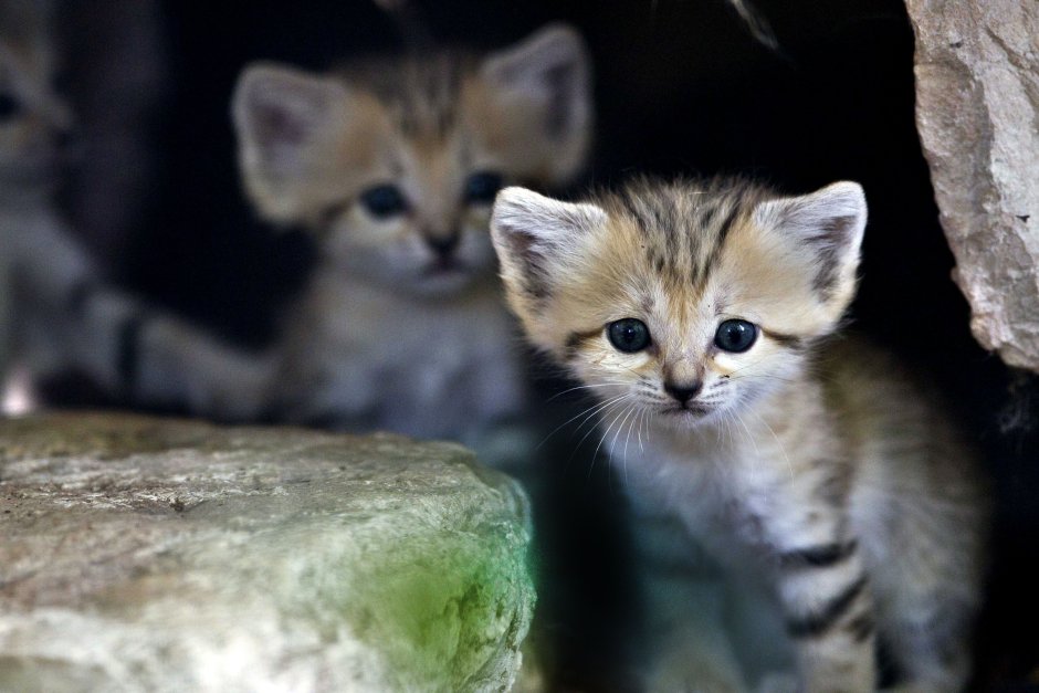 Барханная кошка котята