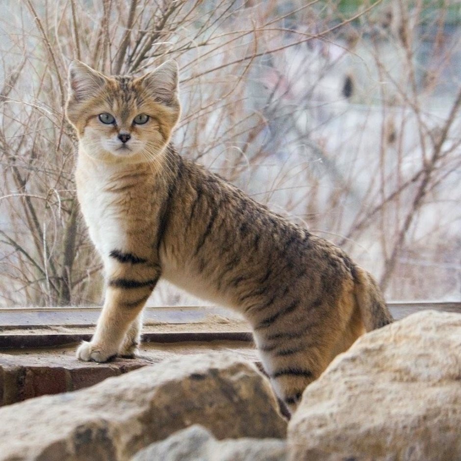 Барханный кот