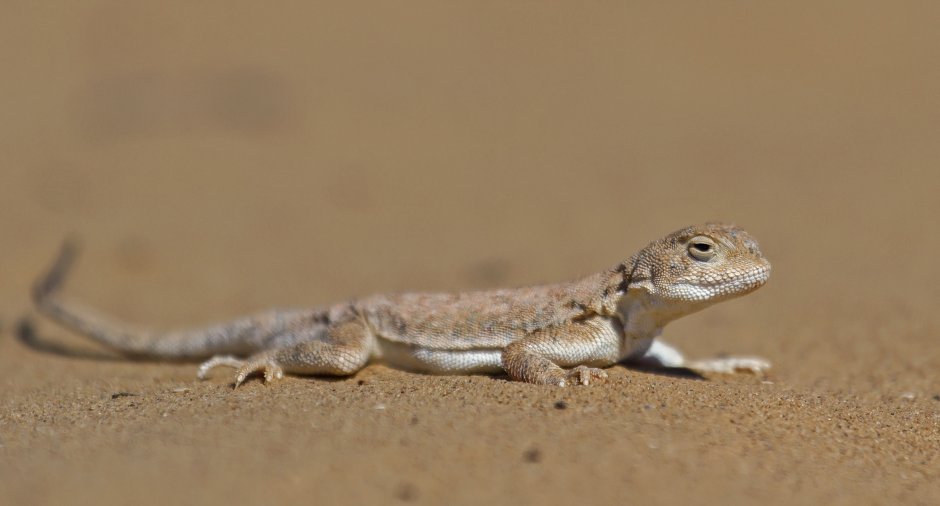 Phrynocephalus mystaceus