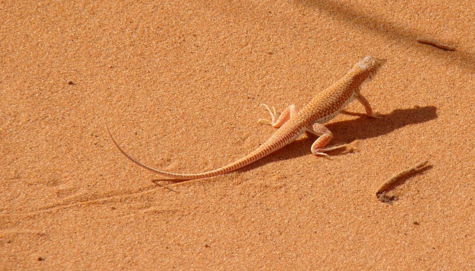 Ушастая круглоголовка (Phrynocephalus mystaceus