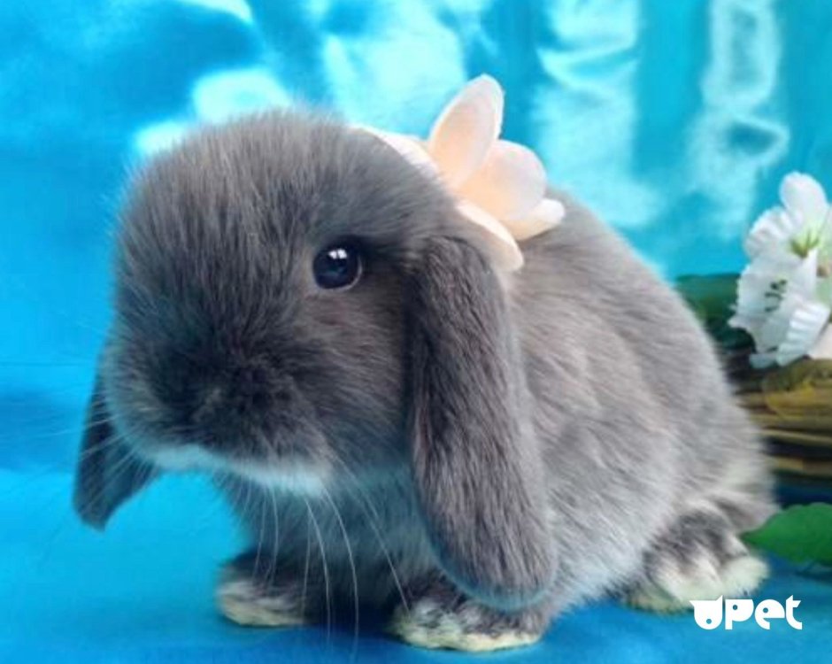 Голландский вислоухий кролик