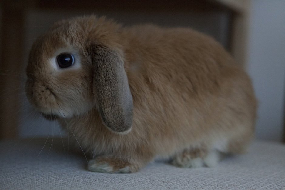 Голландский вислоухий кролик
