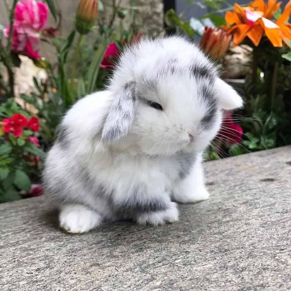 Вислоухий кролик голландский баран