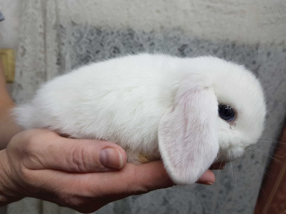 Шотландский вислоухий кролик