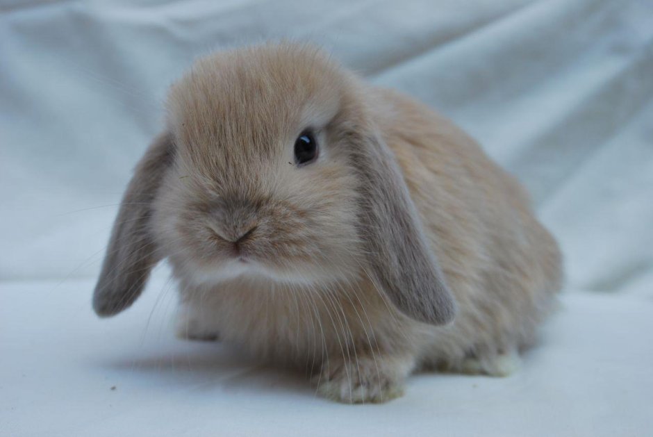 Голландский вислоухий кролик
