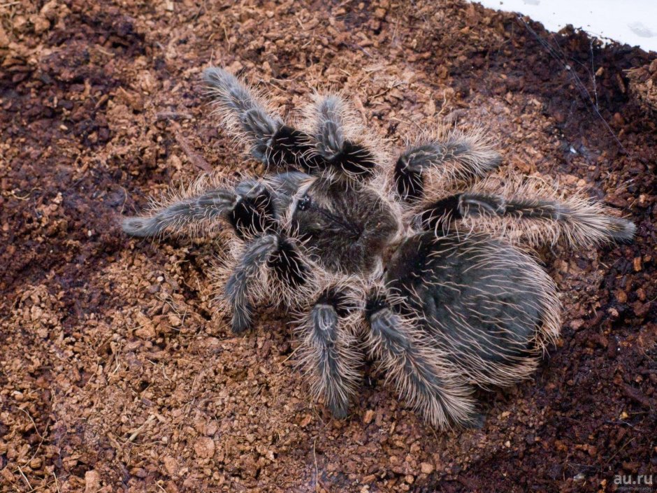 Паук Brachypelma albopilosum
