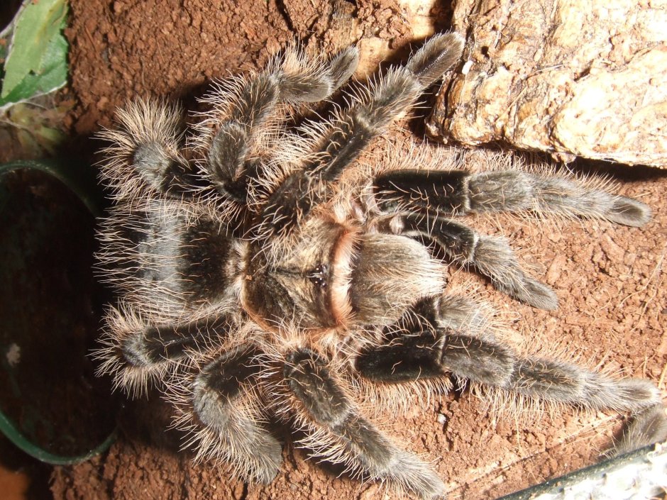 Brachypelma albopilosum Тарантул
