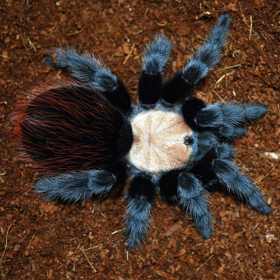 Tapinauchenius violaceus