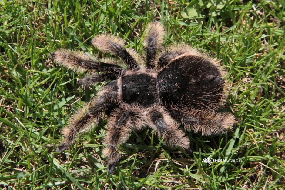 Паук Brachypelma albopilosum