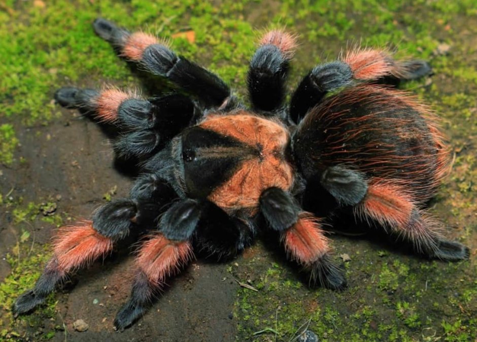 Tliltocatl albopilosum