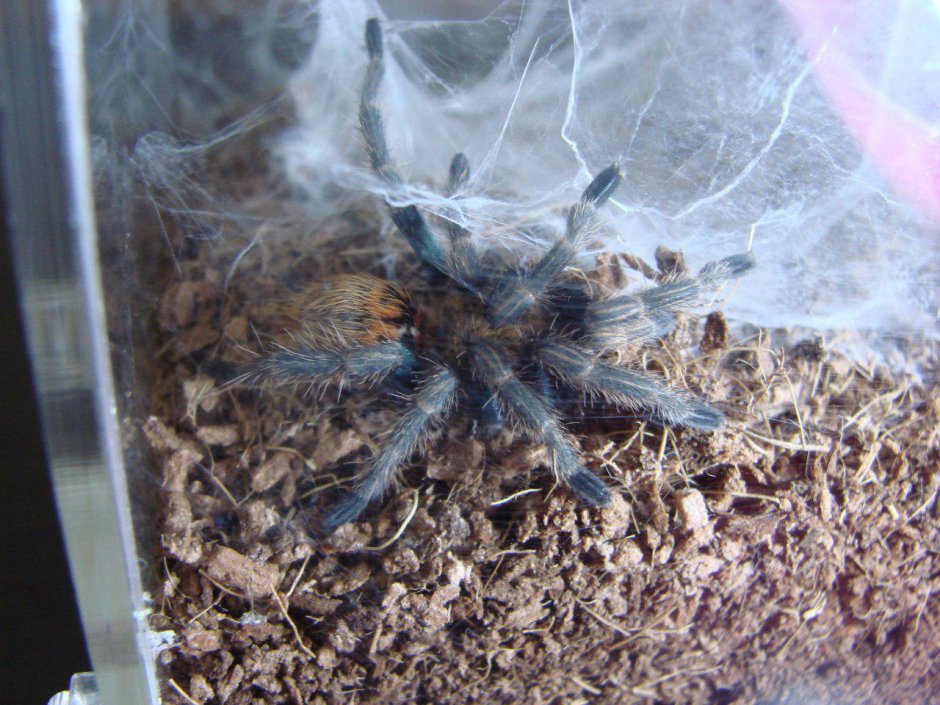 Heteroscodra maculata укус
