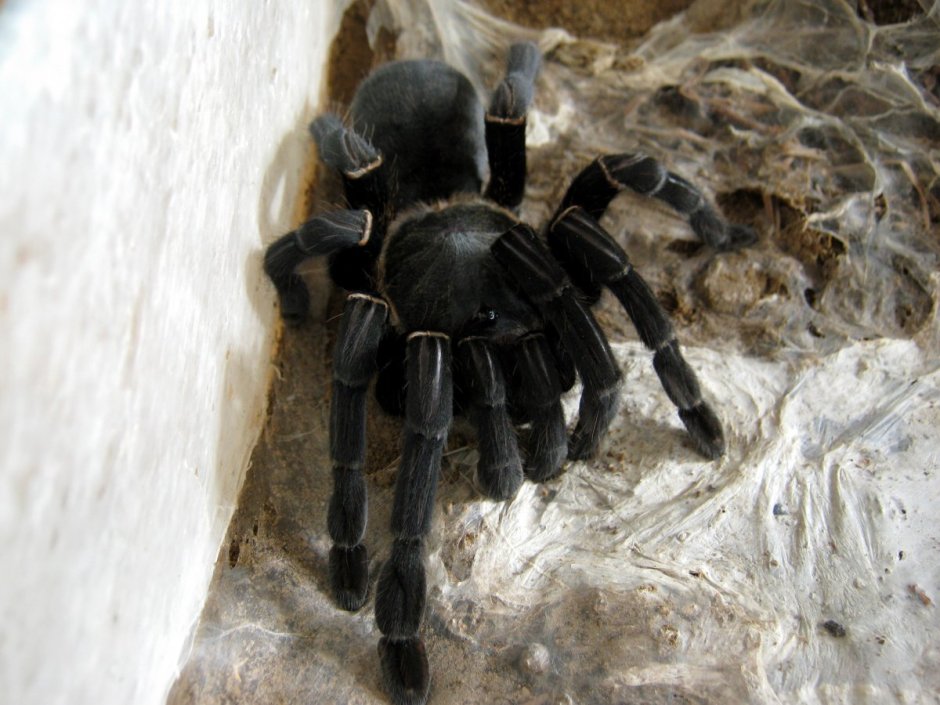 Haplopelma Minax