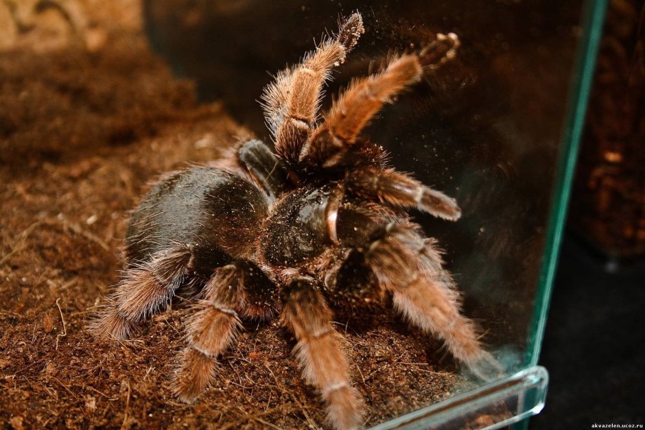 Птицеед Brachypelma klaasi
