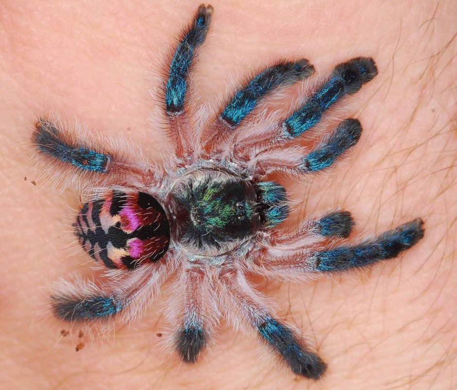 Typhochlaena seladonia