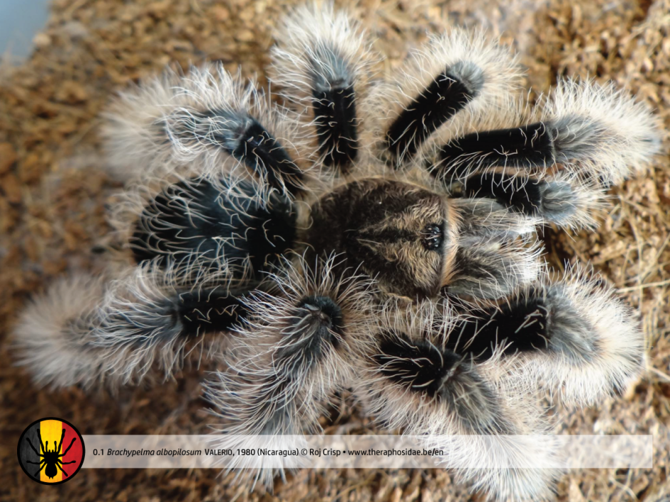 Brachypelma albopilosum самка