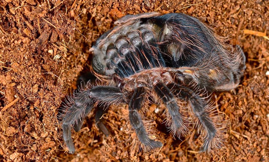 Brachypelma albopilosum Тарантул