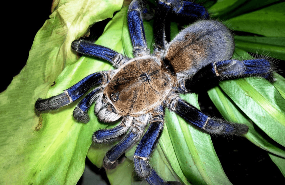 Паук Grammostola pulchra