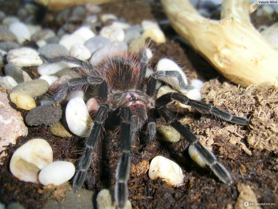 Паук Brachypelma albopilosum