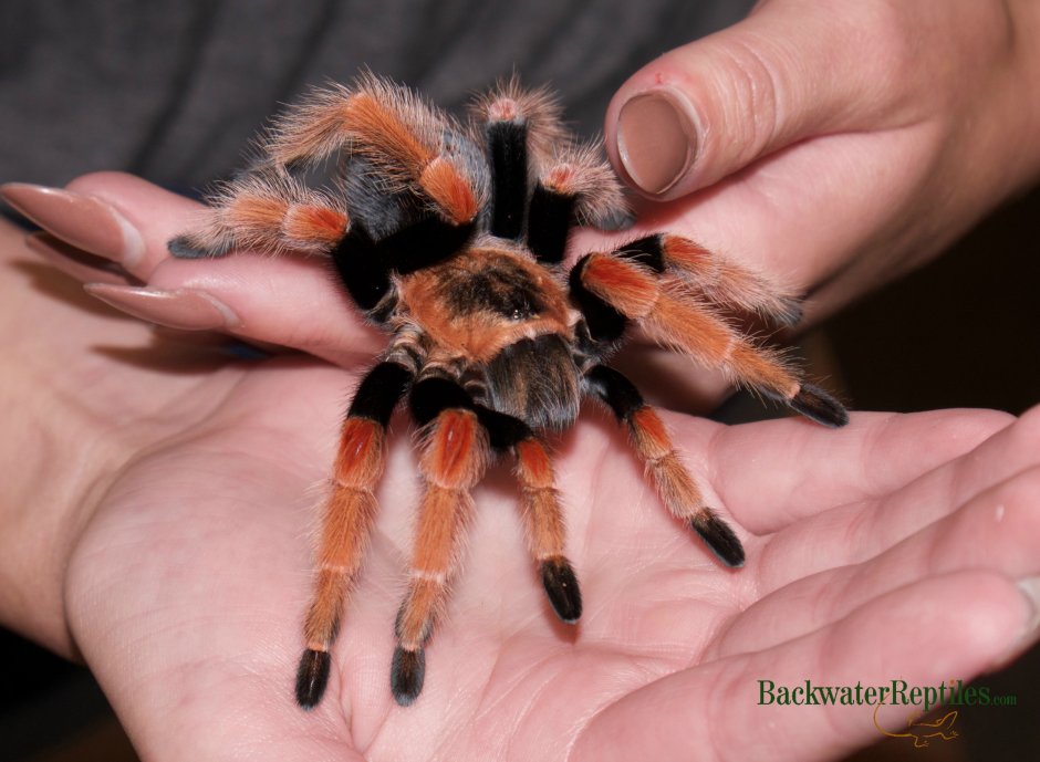 Brachypelma baumgarteni