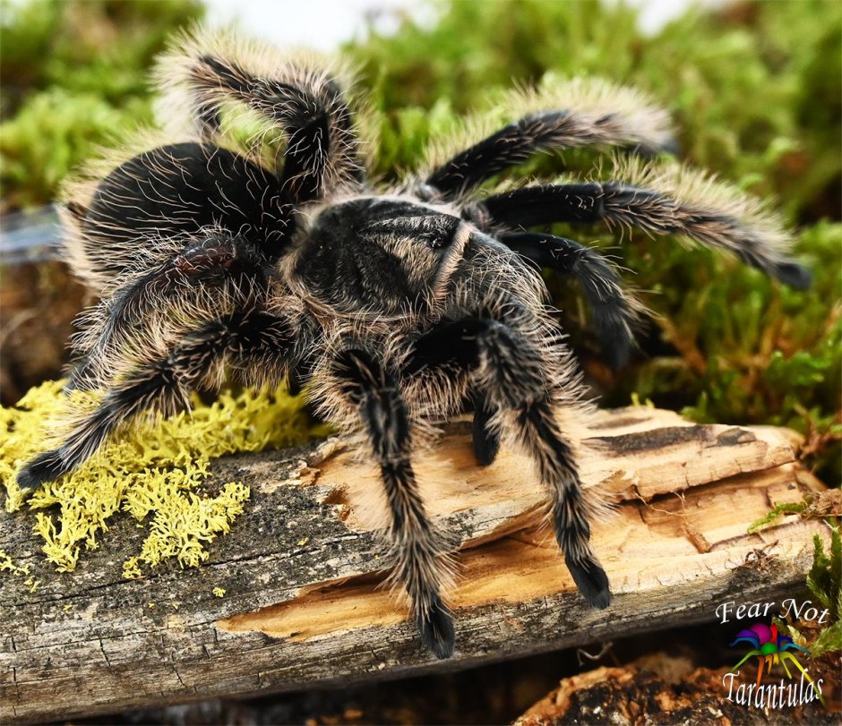 Grammostola rosea Red самка
