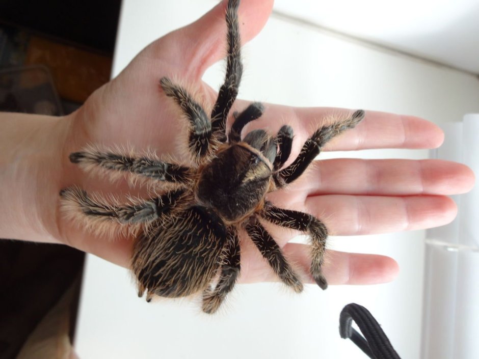 Grammostola Actaeon