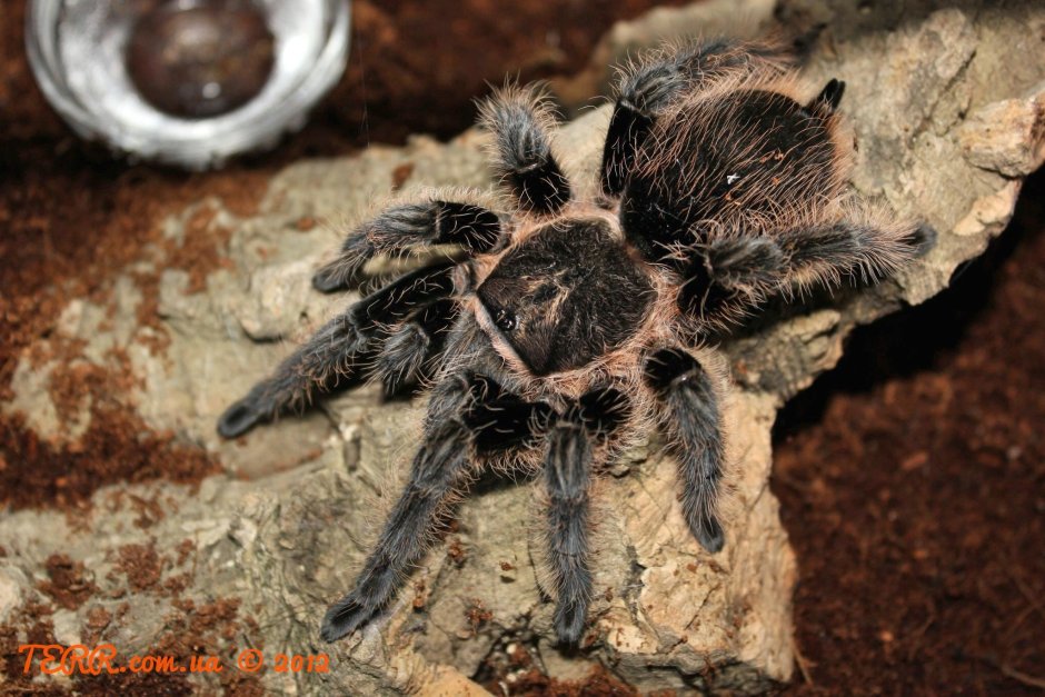 Паук Brachypelma albopilosum