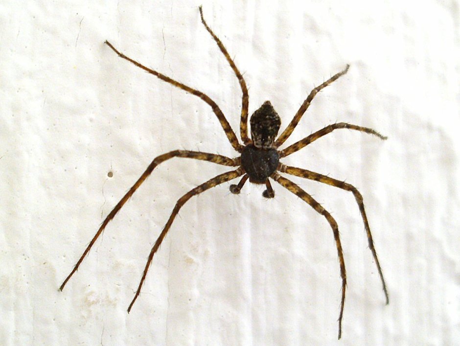 Tegenaria duellica