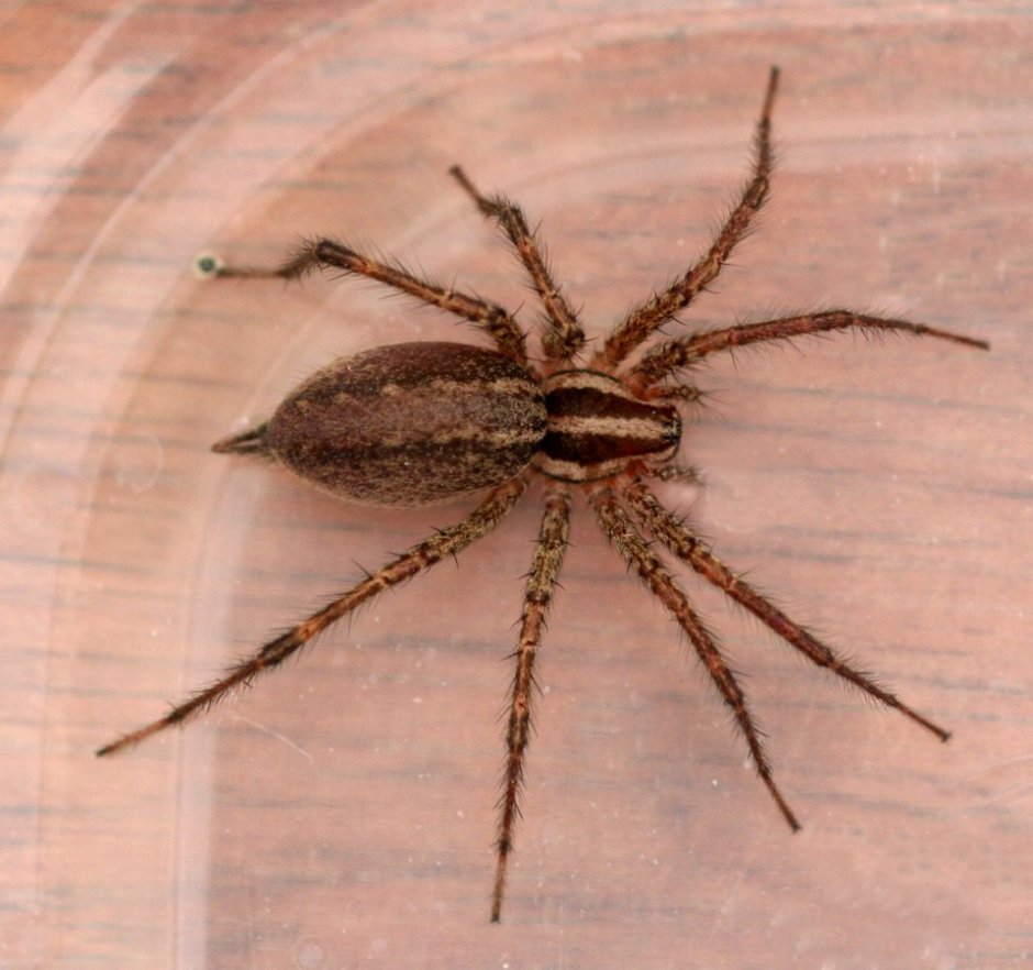 Паук Loxosceles reclusa