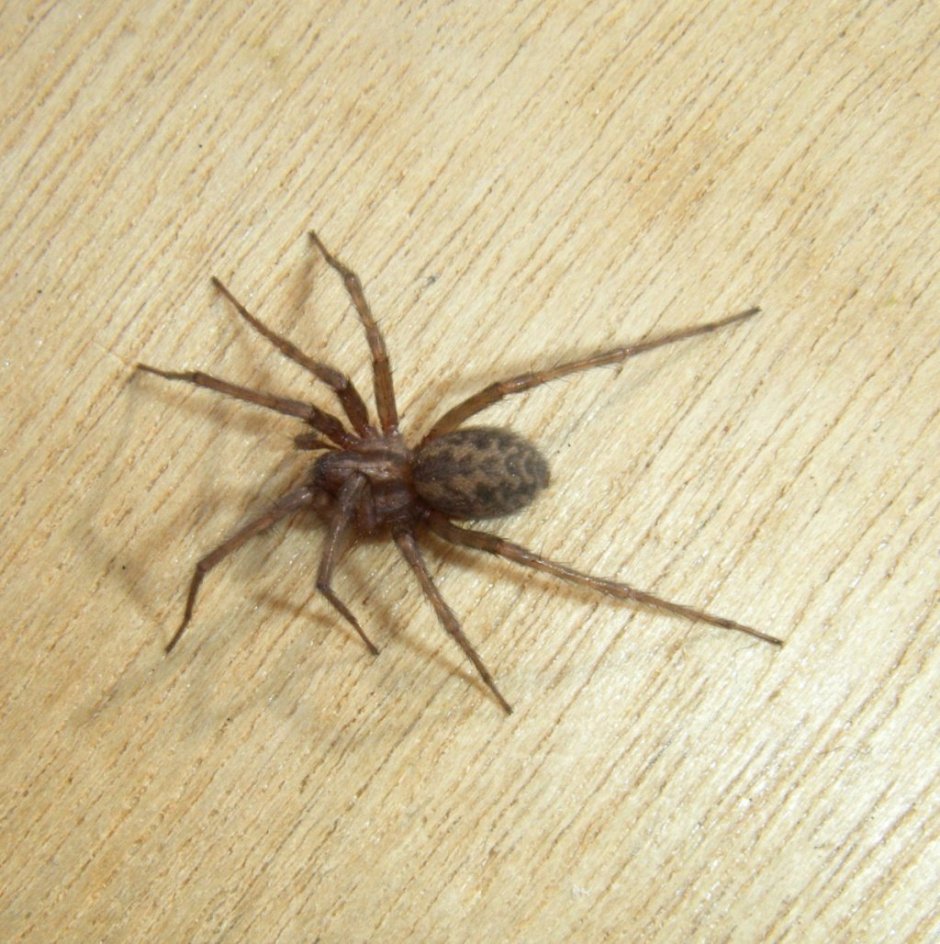 Домовый паук Tegenaria domestica