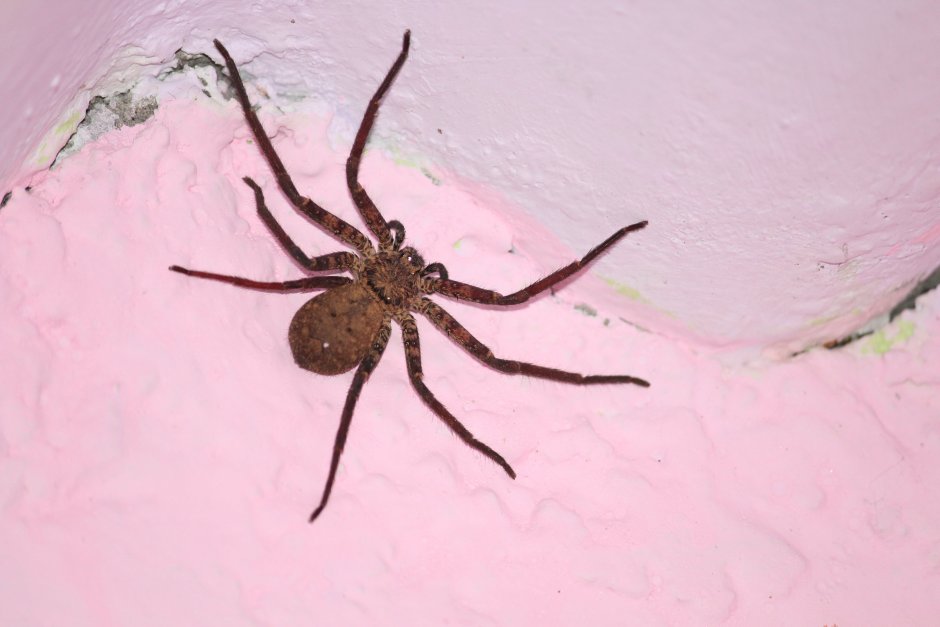 Паук Eusparassus walckenaerius
