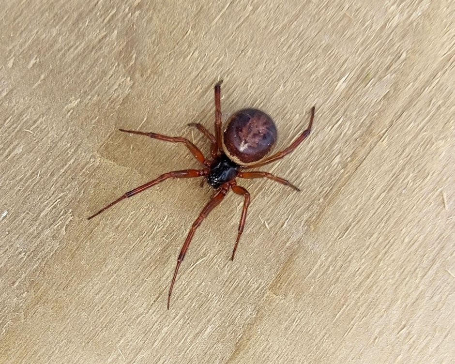 Steatoda Nobilis паук