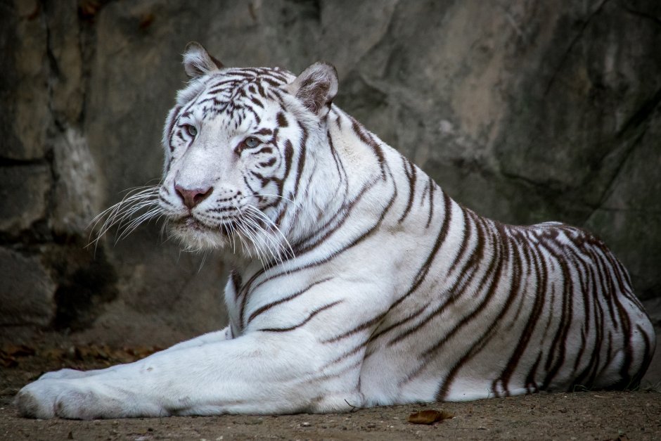 Белый тигр (the White Tiger)2020