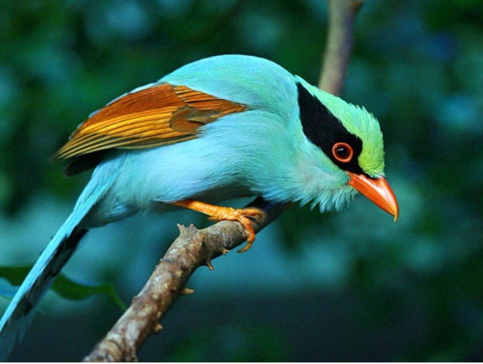 Paradisaea Raggiana, новая Гвинея