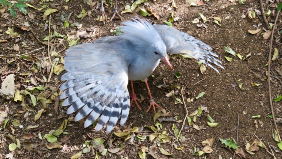 Кагу (Rhynochetos jubatus)