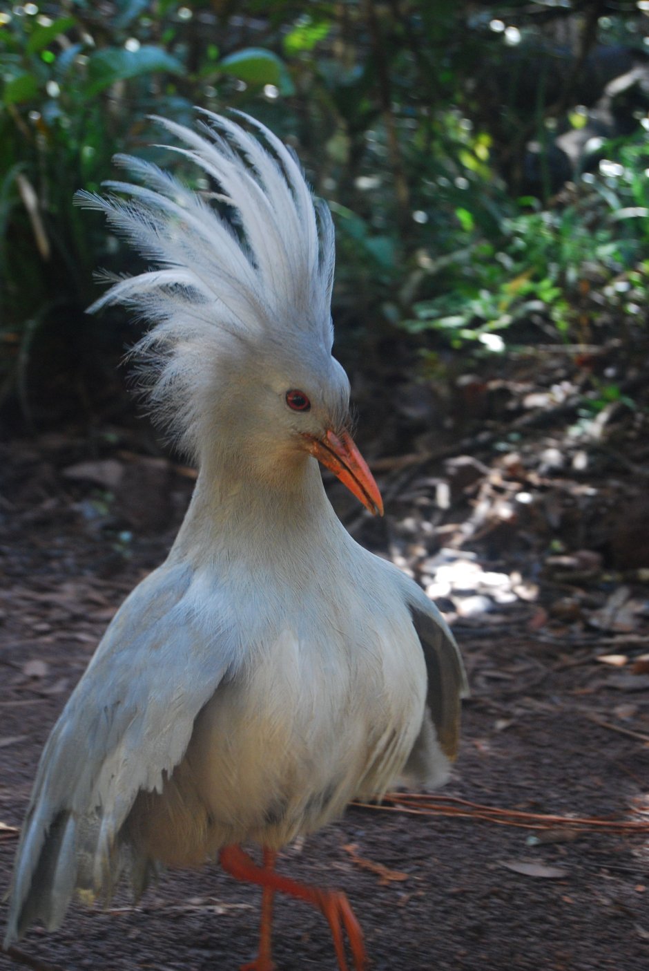 Кагу (Rhynochetos jubatus)