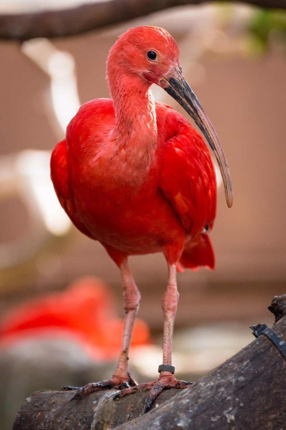 Paradisaea Rudolphi
