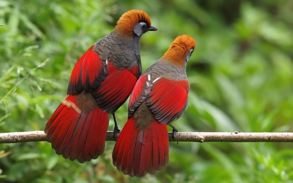 Paradisaea Rudolphi