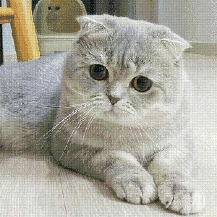 Упитанный скоттиш фолд