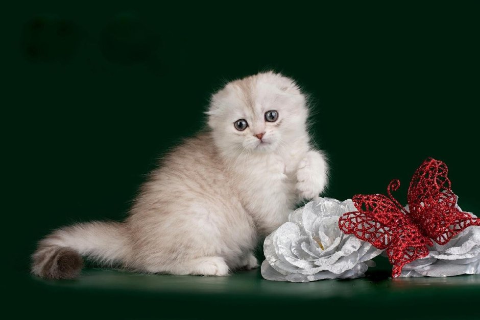 Silver & Gold питомник шотландских кошек