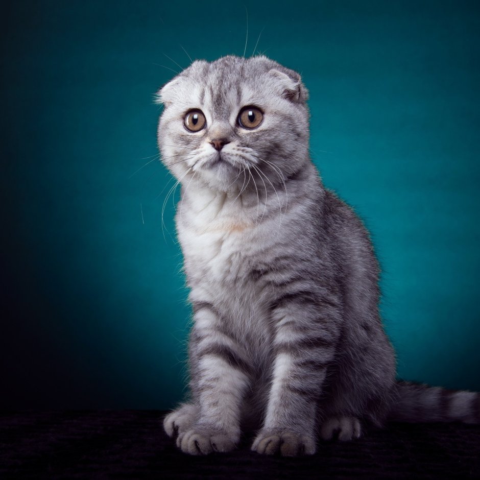 Ирландский вислоухий кот