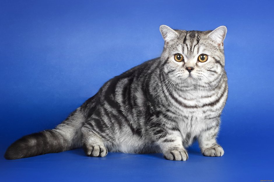 Британская кошка вискас