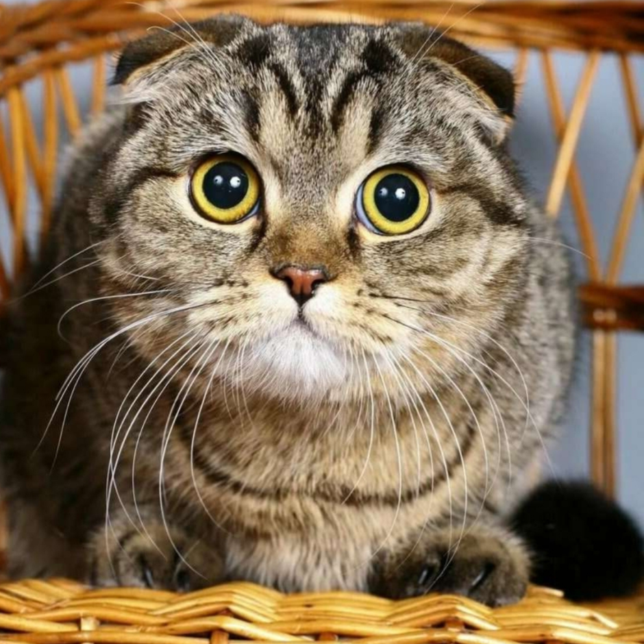 Кошка скоттиш фолд