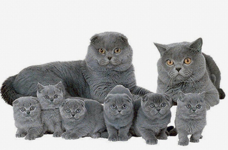 Британская вислоухая кошка