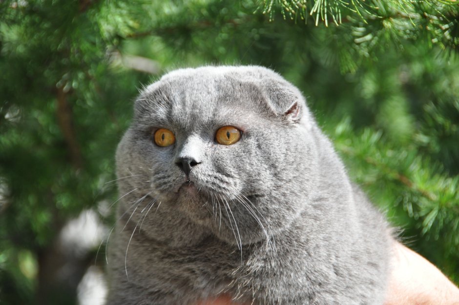 Чистокровный шотландский кот вислоухий