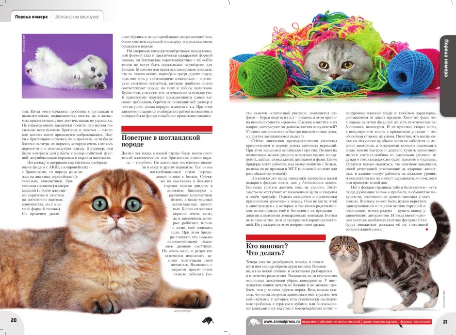 Стандарт породы кошек скоттиш фолд