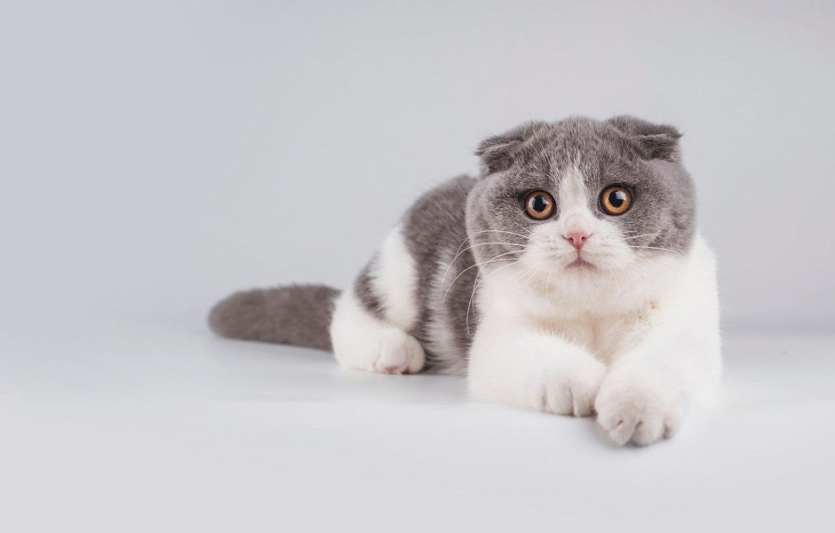 Скоттиш фолд бело серый
