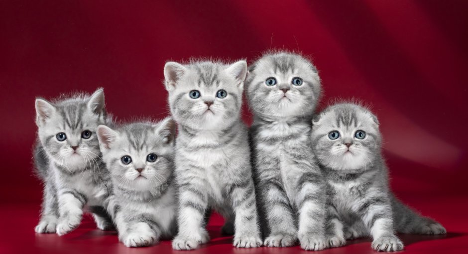 Котята скоттиш страйт вислоухие